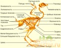 Строение попугая