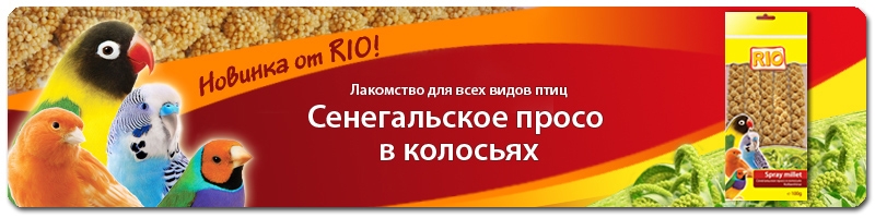 Сенегальское просо