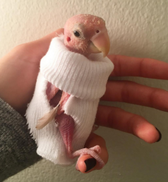Облысевший попугай Рея