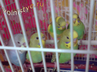 Птенцы волнистых попугаев