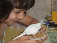 shild and budgies