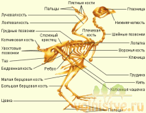 Скелет попугая