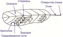 Строение пера попугая