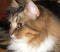 Кот Барсик