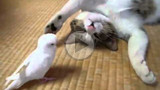Попугай доводит кота