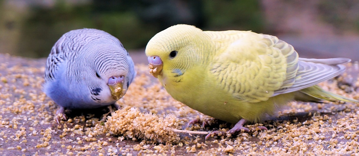 Breeding budgerigars