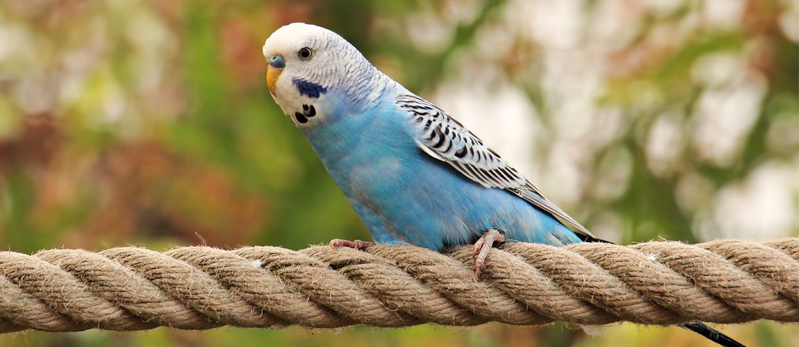 budgies