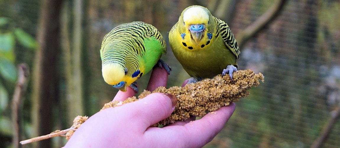 Taming and training a wild parrot